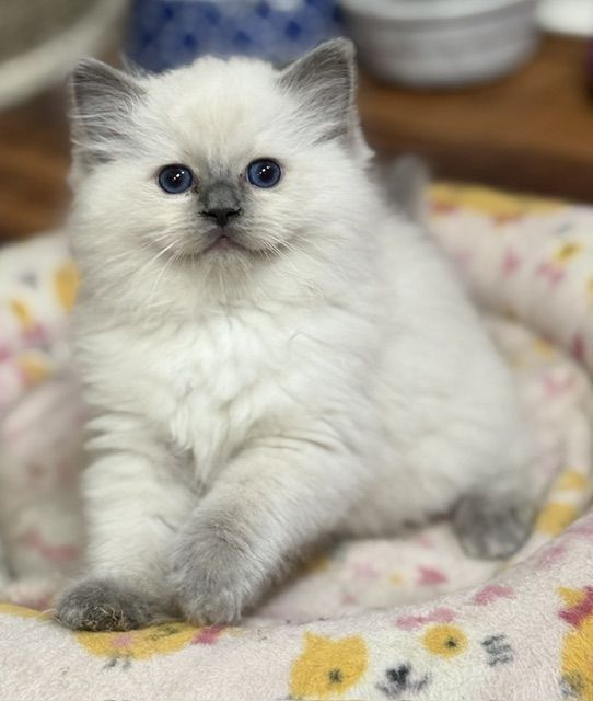 bluepoint ragdoll kitten