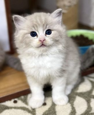Fluffy cream colored kitten with vivid blue eyes sitting on a patterned rug indoors