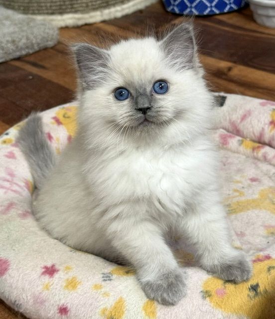 bluepoint ragdoll kitten