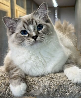 seal mitted lynx ragdoll