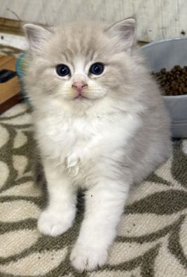 | httpsranchinragzragdollscom Fluffy cream colored kitten with blue eyes sits on a patterned rug near a litter box indoors