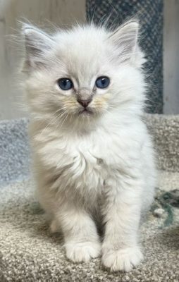 Fluffy white kitten with blue eyes sitting on a carpeted surface and looking at the camera front view