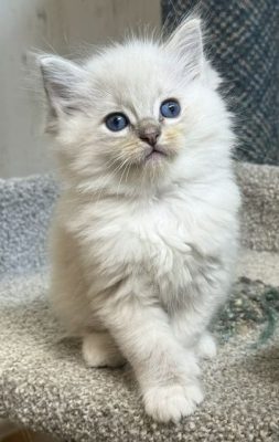 | httpsranchinragzragdollscom Fluffy white kitten with blue eyes sitting on a carpeted surface looking upward