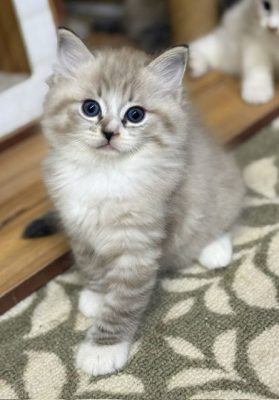 Fluffy beige kitten with blue eyes sits on a patterned rug indoors looking curious at the camera