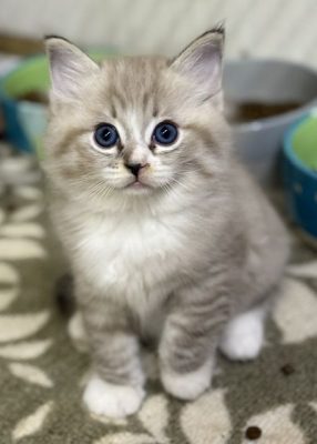 | httpsranchinragzragdollscom Fluffy gray kitten with blue eyes sitting on a patterned rug or carpet