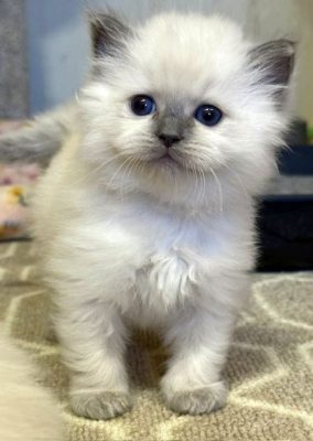 Fluffy white kitten with blue eyes sits on a patterned beige rug looking at the camera