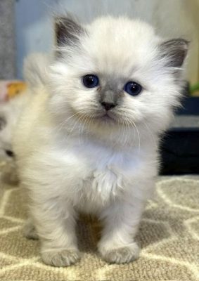 | httpsranchinragzragdollscom Fluffy white kitten with gray ears and blue eyes standing on a beige patterned rug indoors
