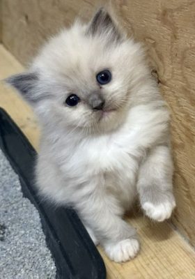 | httpsranchinragzragdollscom Fluffy white kitten with gray ears and blue eyes sits on a wooden floor looking at the camera