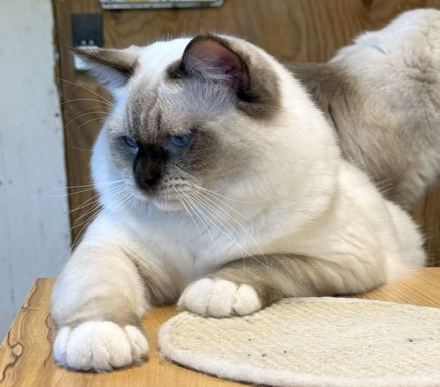 chocolate mitted ragdoll