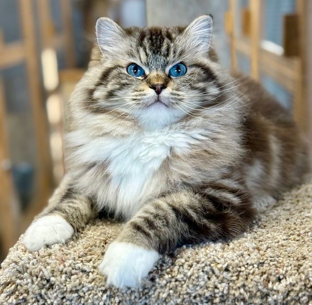 seal mitted mink tabby ragdoll