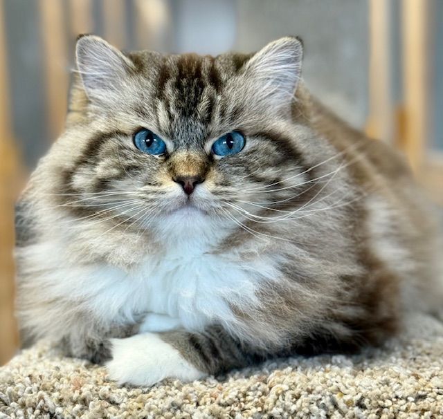 seal mitted mink tabby ragdoll