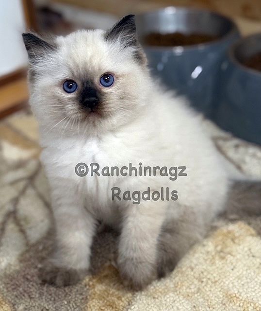 sealpoint ragdoll kitten