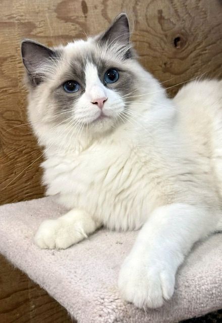 Blue Bicolor ragdoll