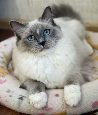 Fluffy blue-eyed cat with grey and white fur lounging on a soft pastel-patterned bed mat.