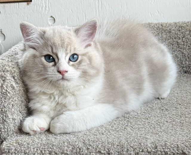 blue bicolor munk tabby ragdoll