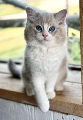 blue bicolor munk tabby ragdoll