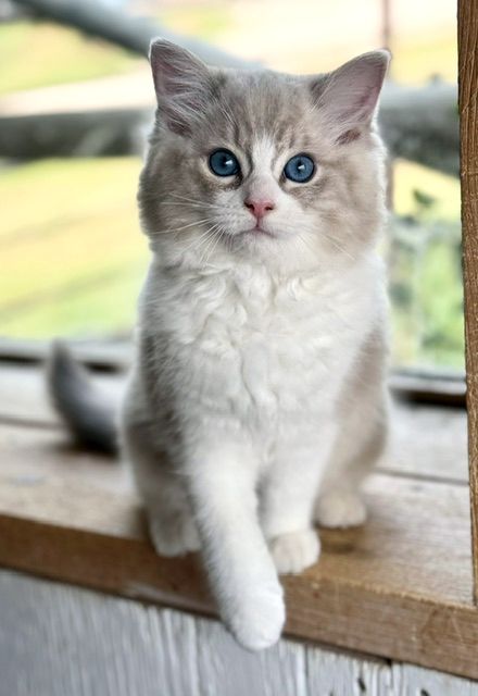 blue bicolor munk tabby ragdoll