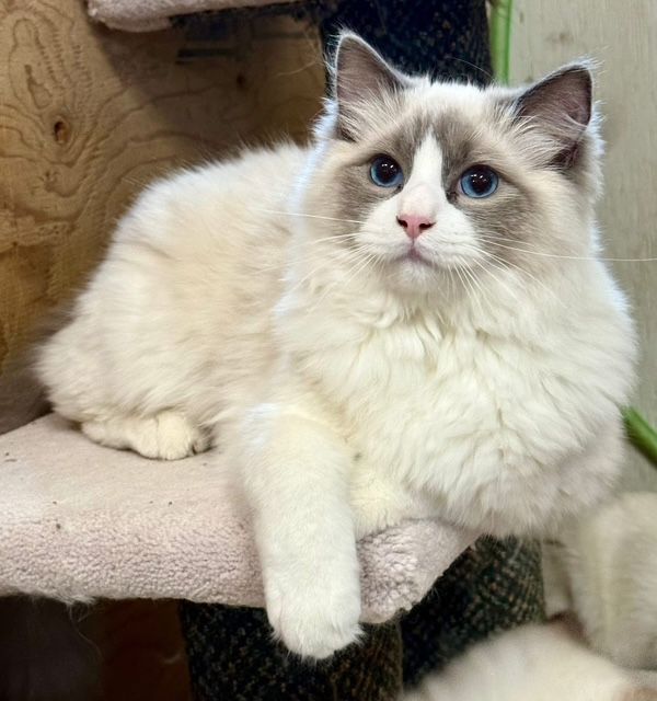 blue Bicolor ragdoll