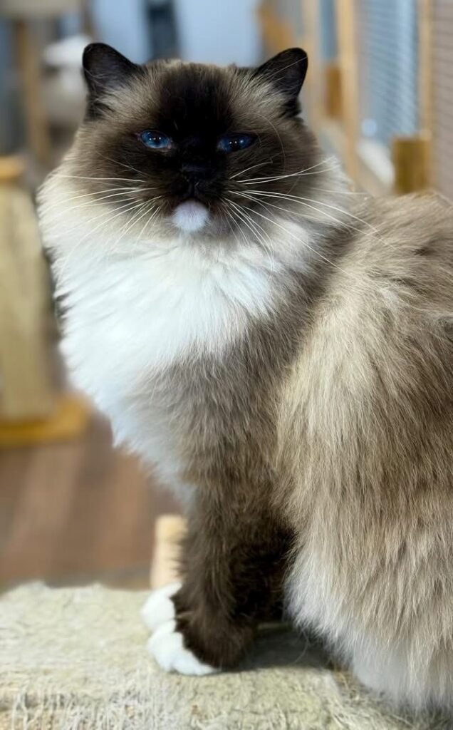seal mitted ragdoll