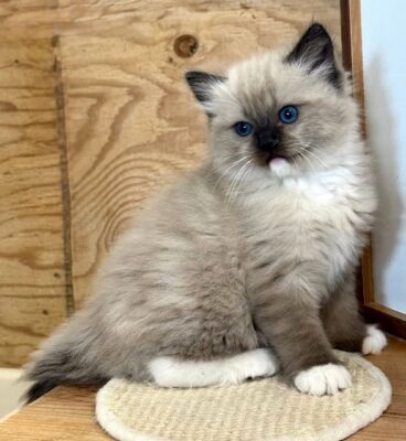 Seal Mitted Mink Ragdoll