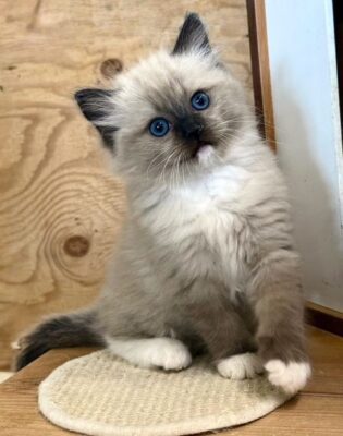 Seal Mitted Mink Ragdoll