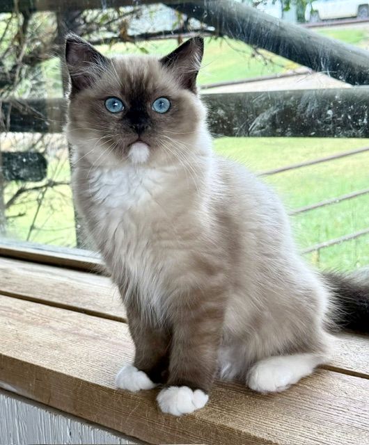Seal Mited Mink ragdoll