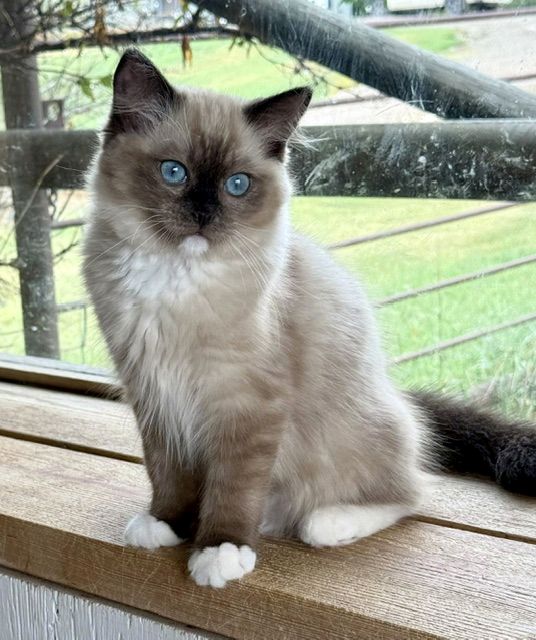 Seal Mited Mink ragdoll
