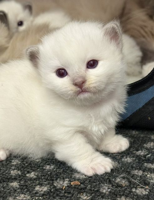lilac ragdoll kitten