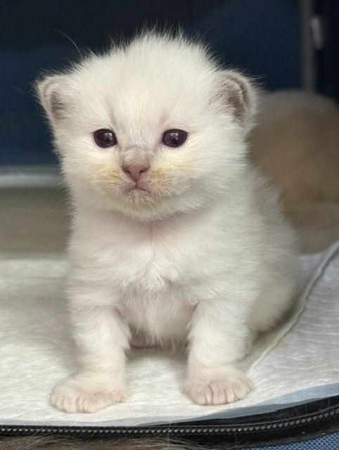 lilac ragdoll kitten
