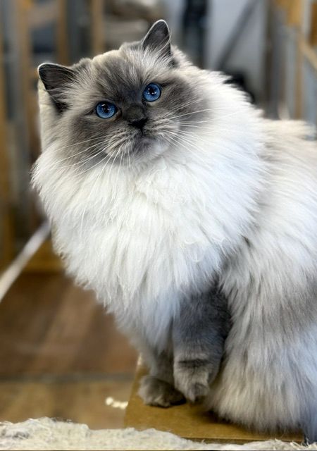 bluepoint ragdoll cat