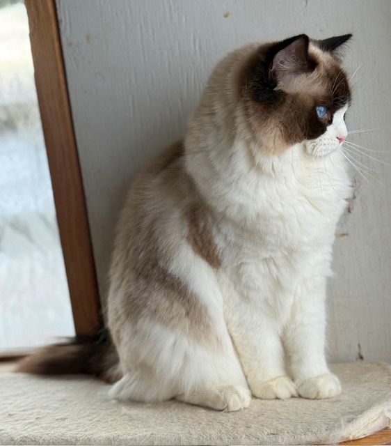 seal bicolor ragdoll cat