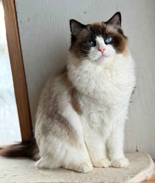 seal bicolor ragdoll cat