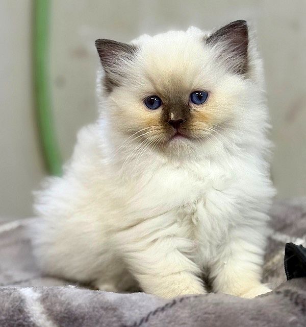 chocolate mitted ragdoll kitten