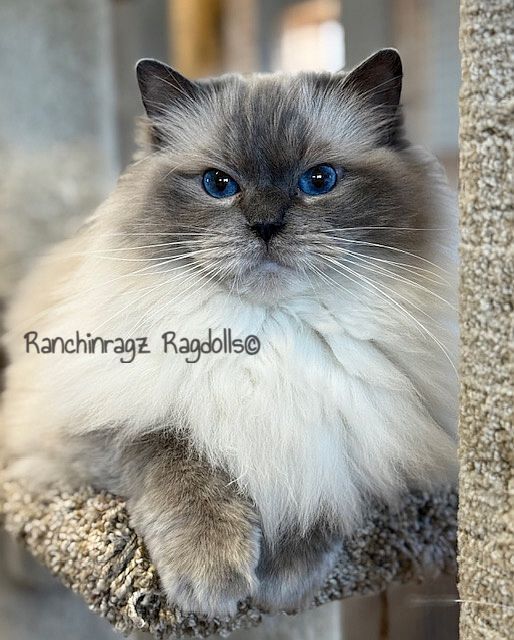 bluepoint ragdoll cat