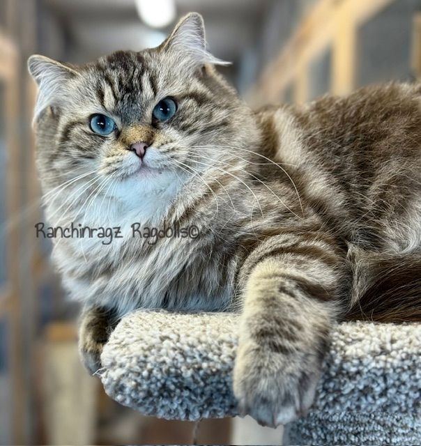 Seal mink tabby ragdoll