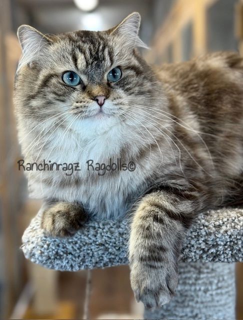 Seal mink tabby ragdoll