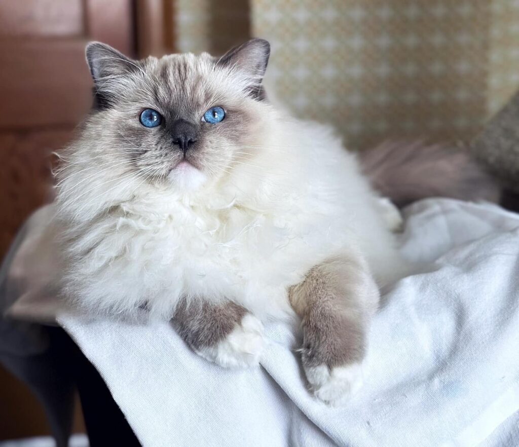 Blue Mitted Ragdoll