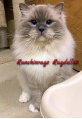 Blue Mitted Ragdoll