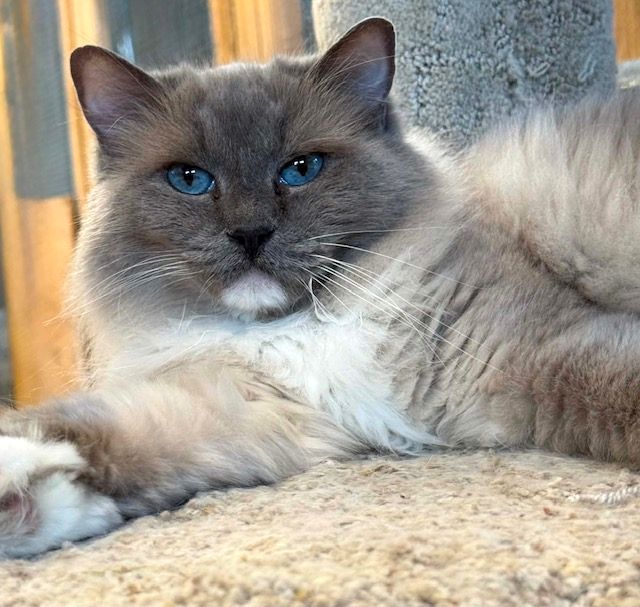 Blue mitted mink ragdoll