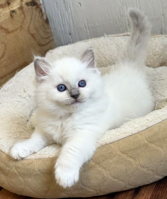 lilac mitted ragdoll kitten