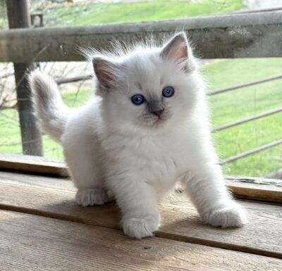 lilac point ragdoll kitten