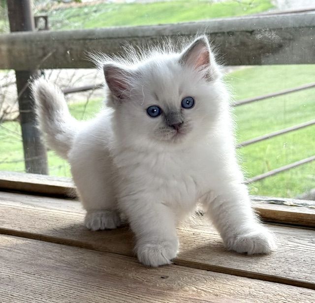 lilac point ragdoll kitten