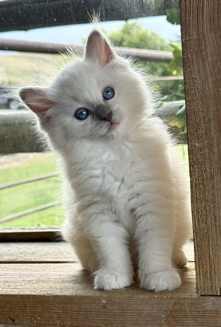 lilac mitted ragdoll kitten