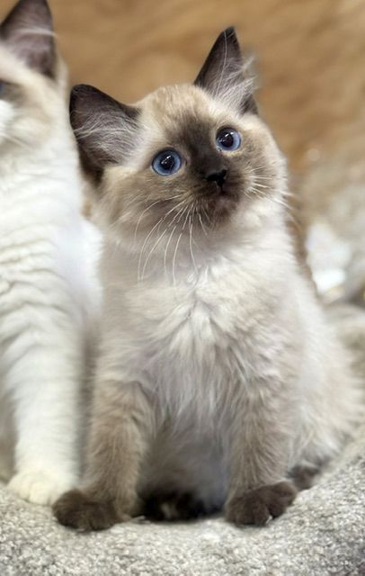 sealpoint ragdoll