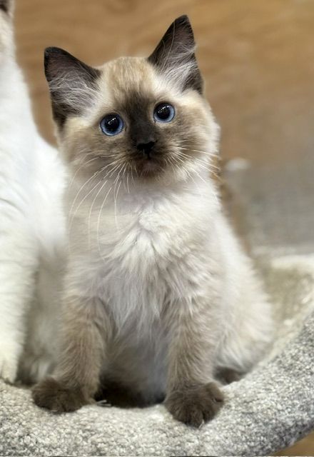 sealpoint ragdoll