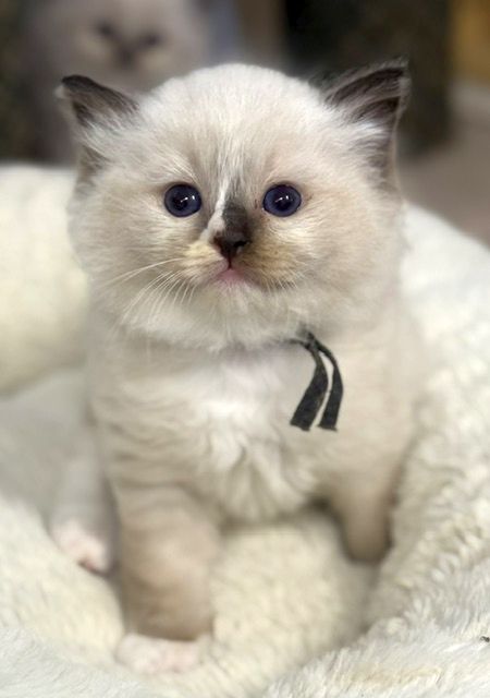 Seal Mitted ragdoll