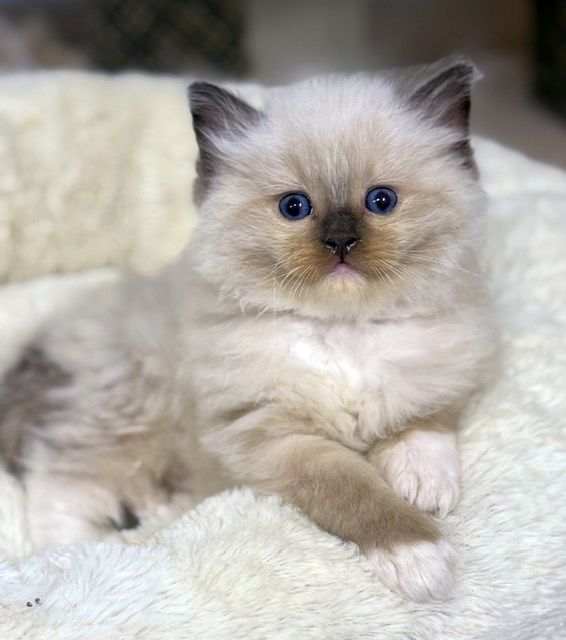 Seal Mitted ragdoll