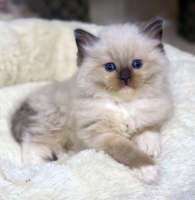 Seal Mitted ragdoll