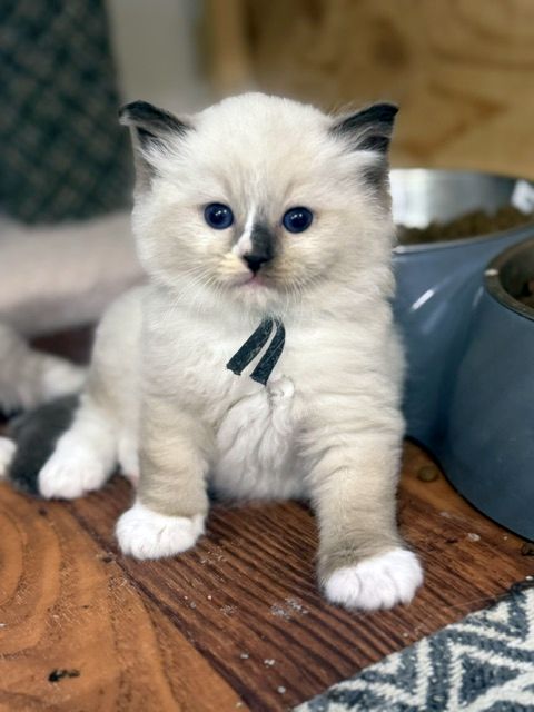 Seal Mitted ragdoll
