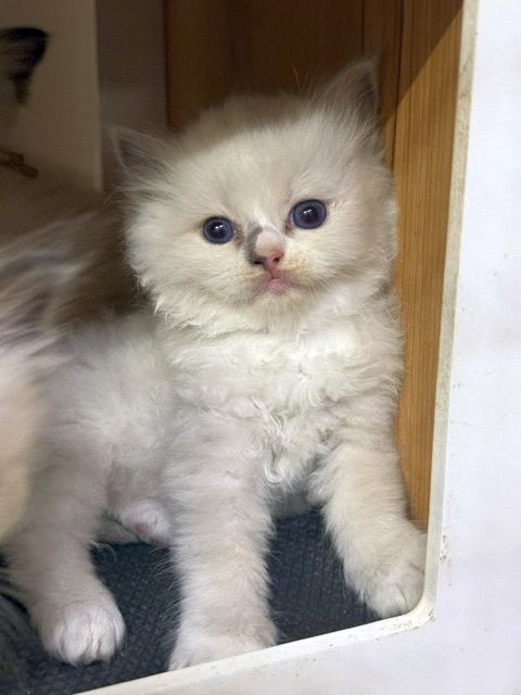 blue mitted ragdoll kitten